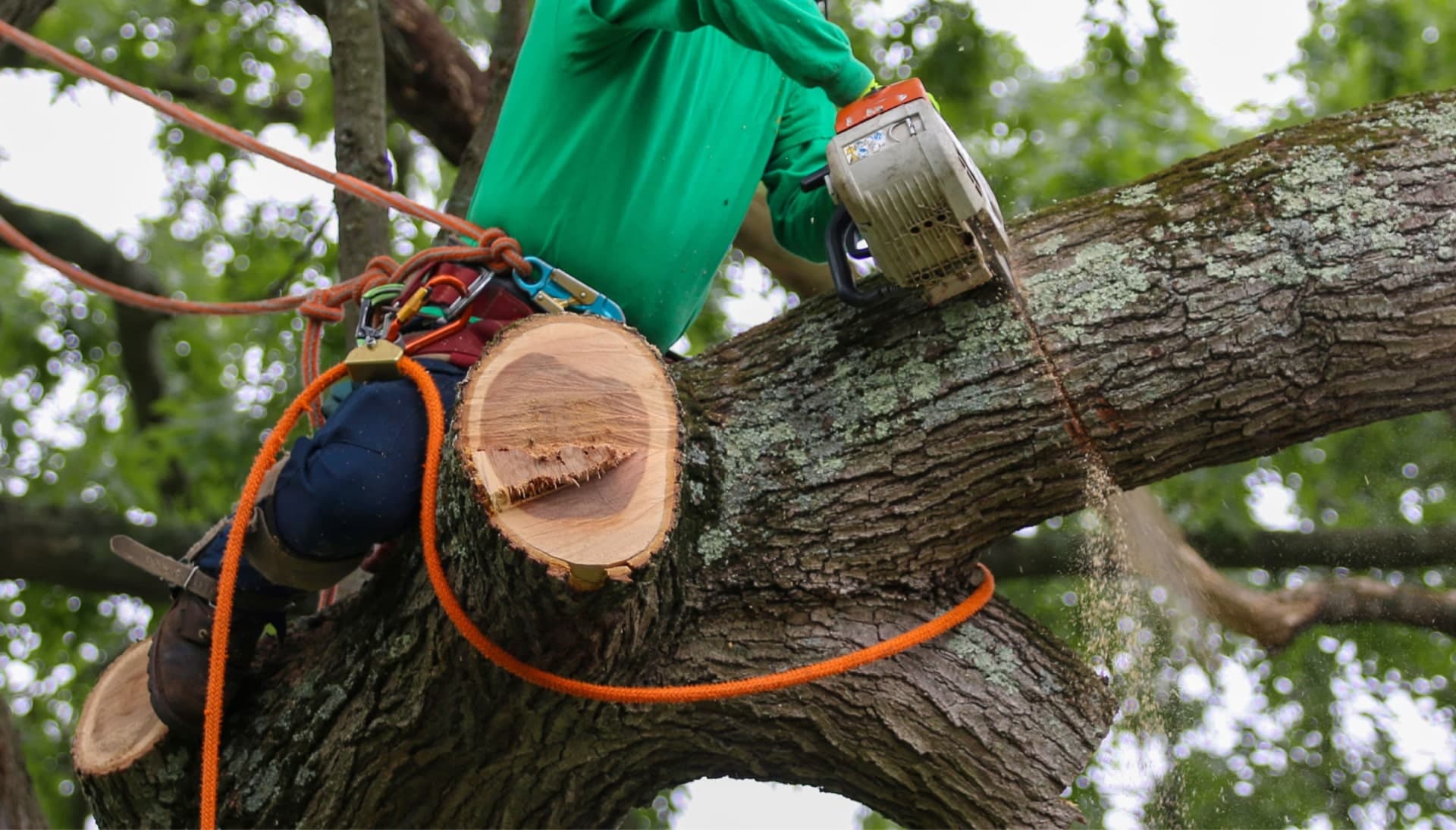 A tree being trimmed in Ames, IA.