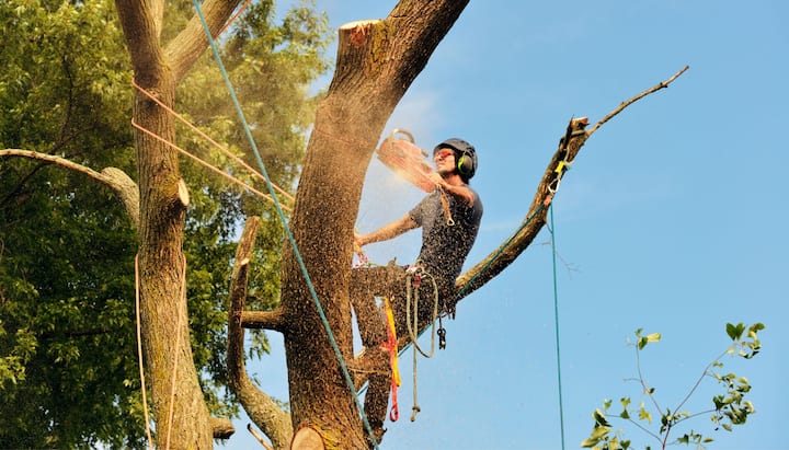 A tree trimming expert chopping down a tree in Ames, IA.