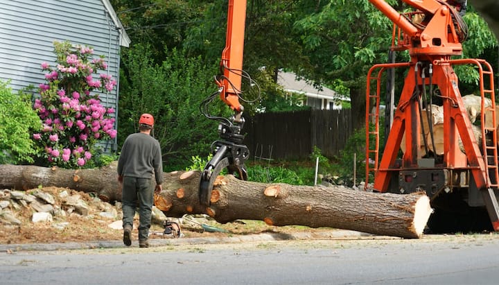 A tree knocked over by tree trimming professionals in Ames, IA.