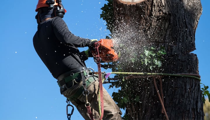 A tree trimming expert chopping a tree in Ames, IA.